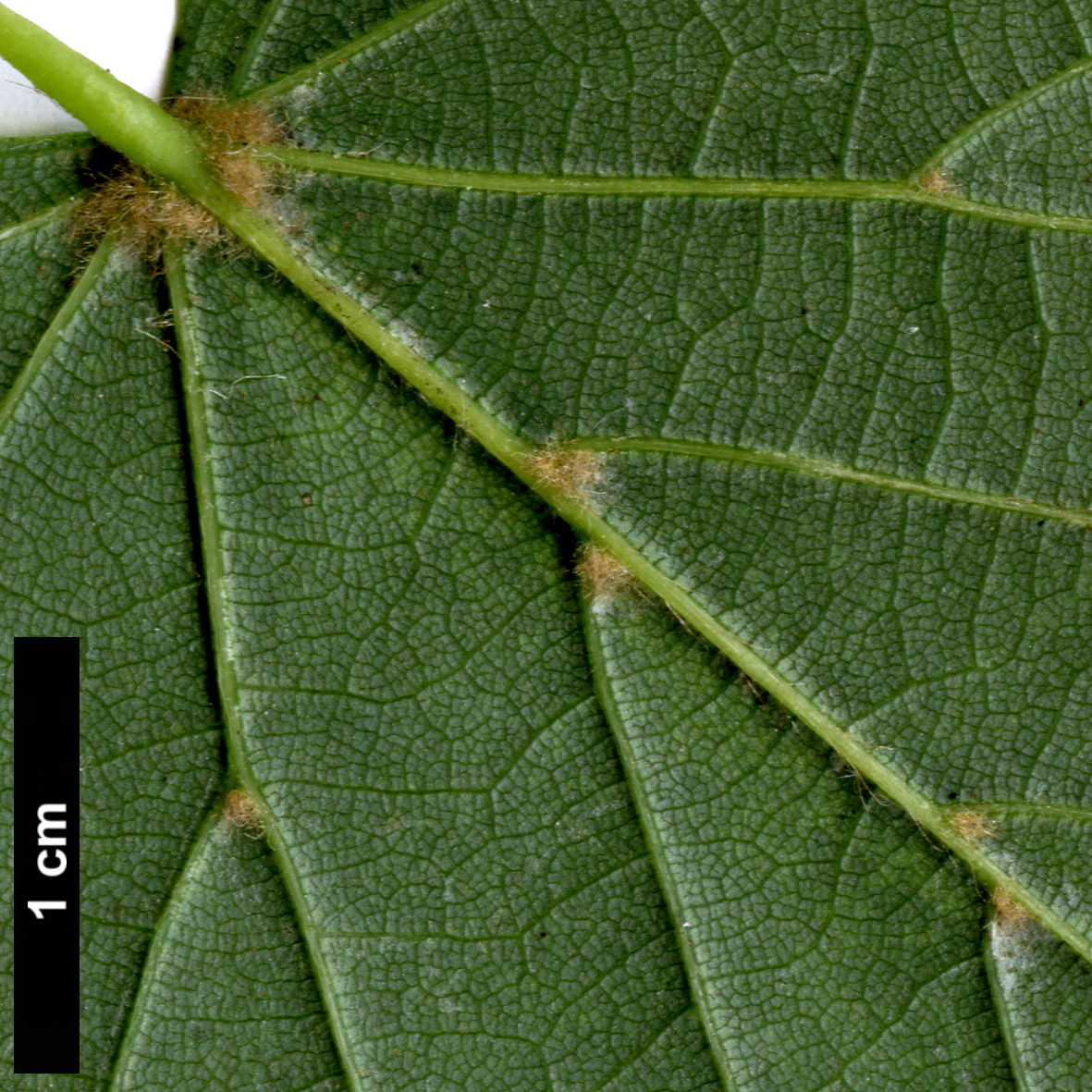 High resolution image: Family: Malvaceae - Genus: Tilia - Taxon: 'Flavescens' (T.americana × T.cordata)